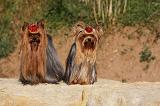 YORKSHIRE TERRIER 552